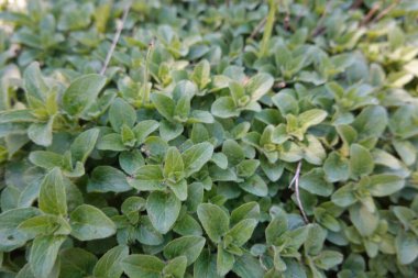 Ev bahçesinde Oregano bitkisi, hasat için kekik yaprakları. Ürkütücü keklik otu