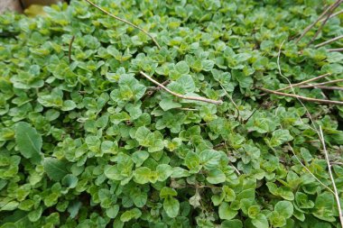 Ev bahçesinde Oregano bitkisi, hasat için kekik yaprakları. Ürkütücü keklik otu