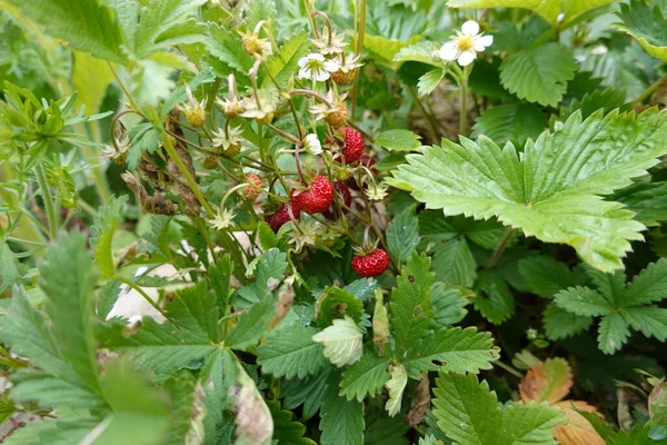Cultivation Forest Strawberries Fruit Flowers Strawberry Forest Wild Strawberry — Stock Photo, Image