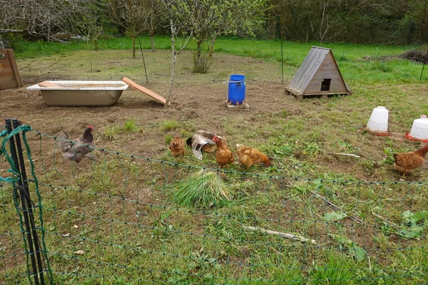 Цыплята Петух Дворе Загородного Дома — стоковое фото