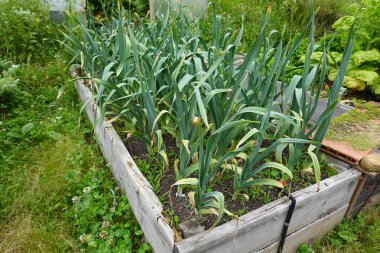 Ev bahçesinde sarımsak yetiştiriyorum. Tahta kaldırılmış yatakta sarımsak yetişiyor. organik bahçe
