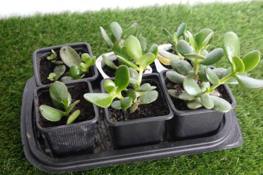 Yeşim ağacı, yeşim ağacını keserek çoğalt. Kök yeşimi ağacı. Küçük saksı yeşimi ağacı.