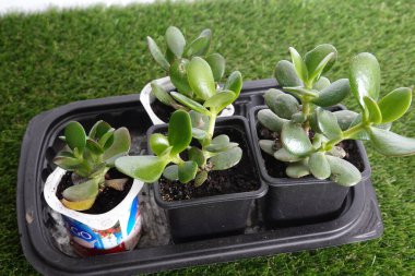 Yeşim ağacı, yeşim ağacını keserek çoğalt. Kök yeşimi ağacı. Küçük saksı yeşimi ağacı.