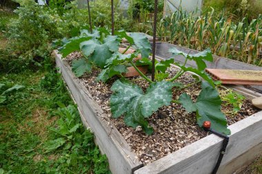 Şehir bahçesine kabak ekmeyi, kabak ekmeyi, bahçede kabak yetiştirmeyi. kabak çiçeği.