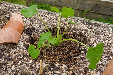 sebze bahçesinde yetişen yeşil kabak.. 