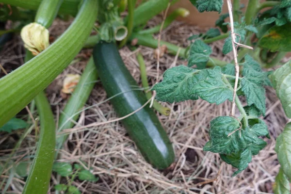 Fresh Green Zucchini Greenhouse — Stock Photo, Image
