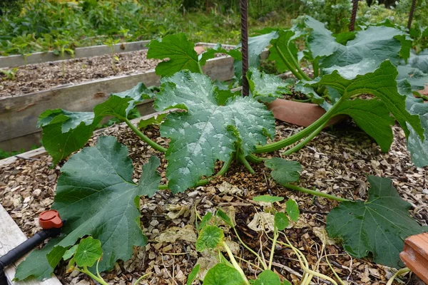Tumbuh Zucchini Pada Sayuran Taman — Stok Foto