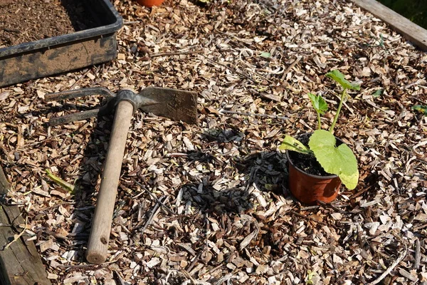 都市の庭でズッキーニを植える方法ズッキーニの栽培 庭で成長しているズッキーニ ズッキーニの花 — ストック写真