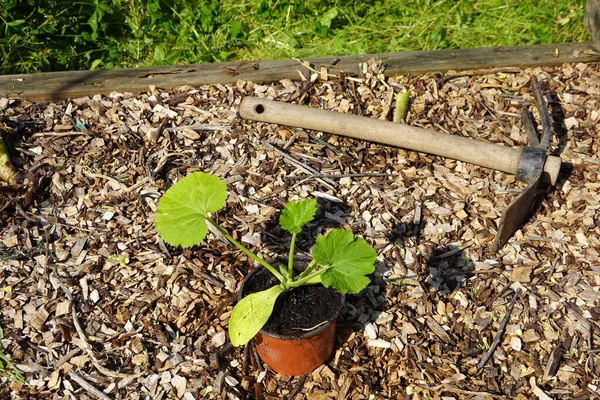 Jak Zasadit Cuketu Městské Zahradě Pěstování Cukety Pěstování Cukety Zahradě — Stock fotografie