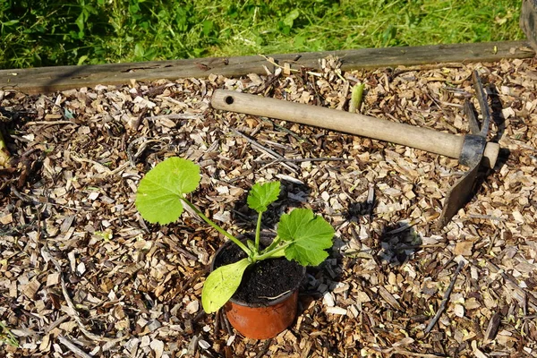 Jak Zasadit Cuketu Městské Zahradě Pěstování Cukety Pěstování Cukety Zahradě — Stock fotografie
