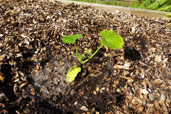 都市の庭でズッキーニを植える方法ズッキーニの栽培 庭で成長しているズッキーニ ズッキーニの花 — ストック写真