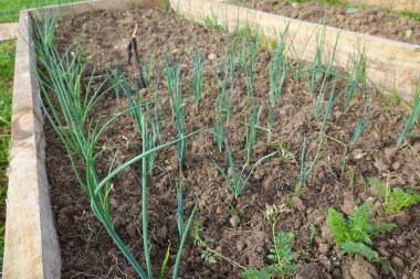 Yükselmiş bir yatakta yetişen yeşil soğan