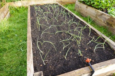 Bahçedeki bir yatakta yeşil soğan. 