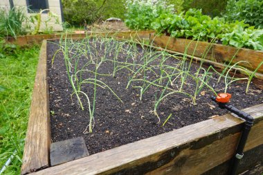 Yükselmiş bir yatakta yetişen yeşil soğan