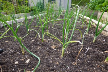 yeşil soğan sebze yatağında yetişiyor. 