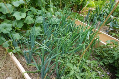 Yükselmiş bir yatakta yetişen yeşil soğan