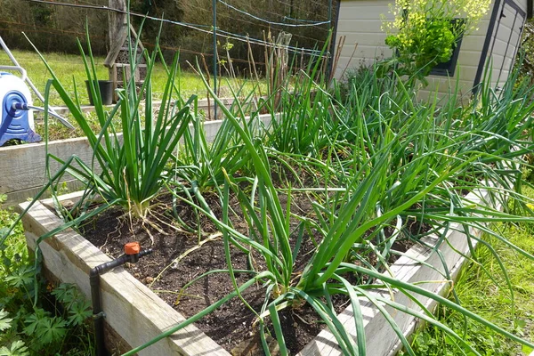 Yükselmiş bir yatakta yetişen yeşil soğan 