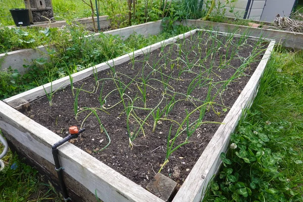 stock image a vegetable garden with a large green onion vegetable garden in the garden 