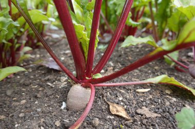 Bahçede kırmızı lahana 