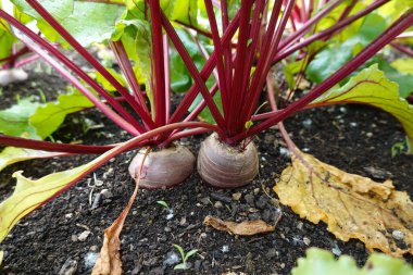 Bahçede kırmızı pancar 