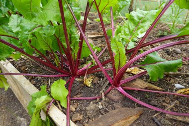 Kırmızı lahana sebze bahçesinde yetişir. 