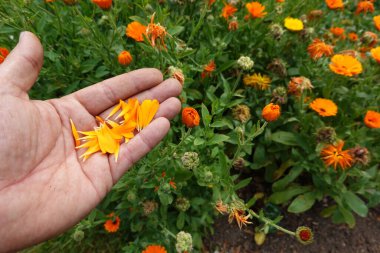 Bahçedeki portakal çiçekleri. Marigold, Calendula Ofis Bahçede 