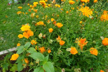 Bahçedeki portakal çiçekleri. Marigold, Calendula Ofis Bahçede 