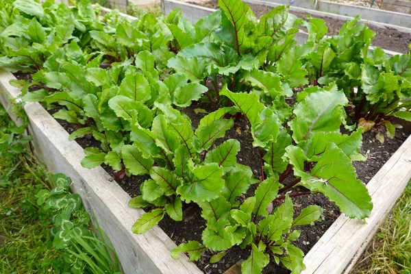 春天蔬菜菜园里的蔬菜沙拉 — 图库照片