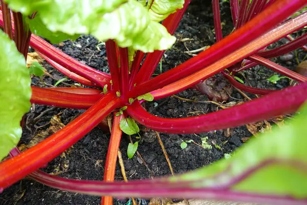 Stock image red and green beet in a vegetable garden. 