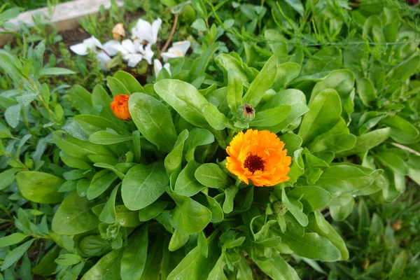 Żółty Kwiat Zielonym Tle Marigold Calendula Officinalis Ogrodzie — Zdjęcie stockowe