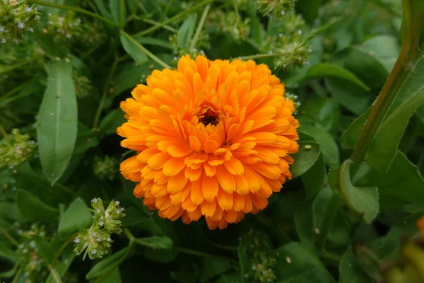美丽的花朵 花卉概念背景 菜园里的金盏花 — 图库照片