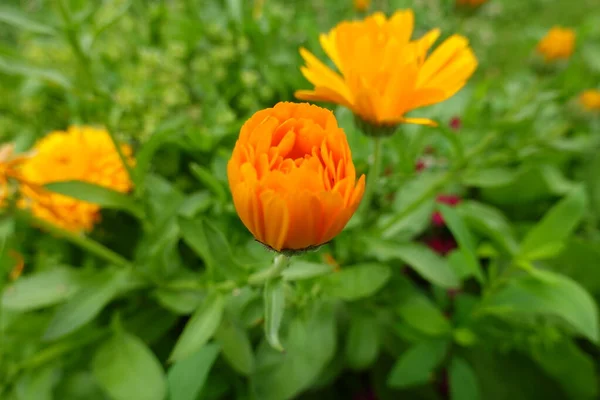 Flor Naranja Jardín Caléndula Caléndula Officinalis Jardín —  Fotos de Stock