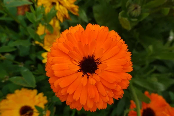 Primer Plano Flores Florecientes Increíbles Caléndula Caléndula Officinalis Jardín —  Fotos de Stock