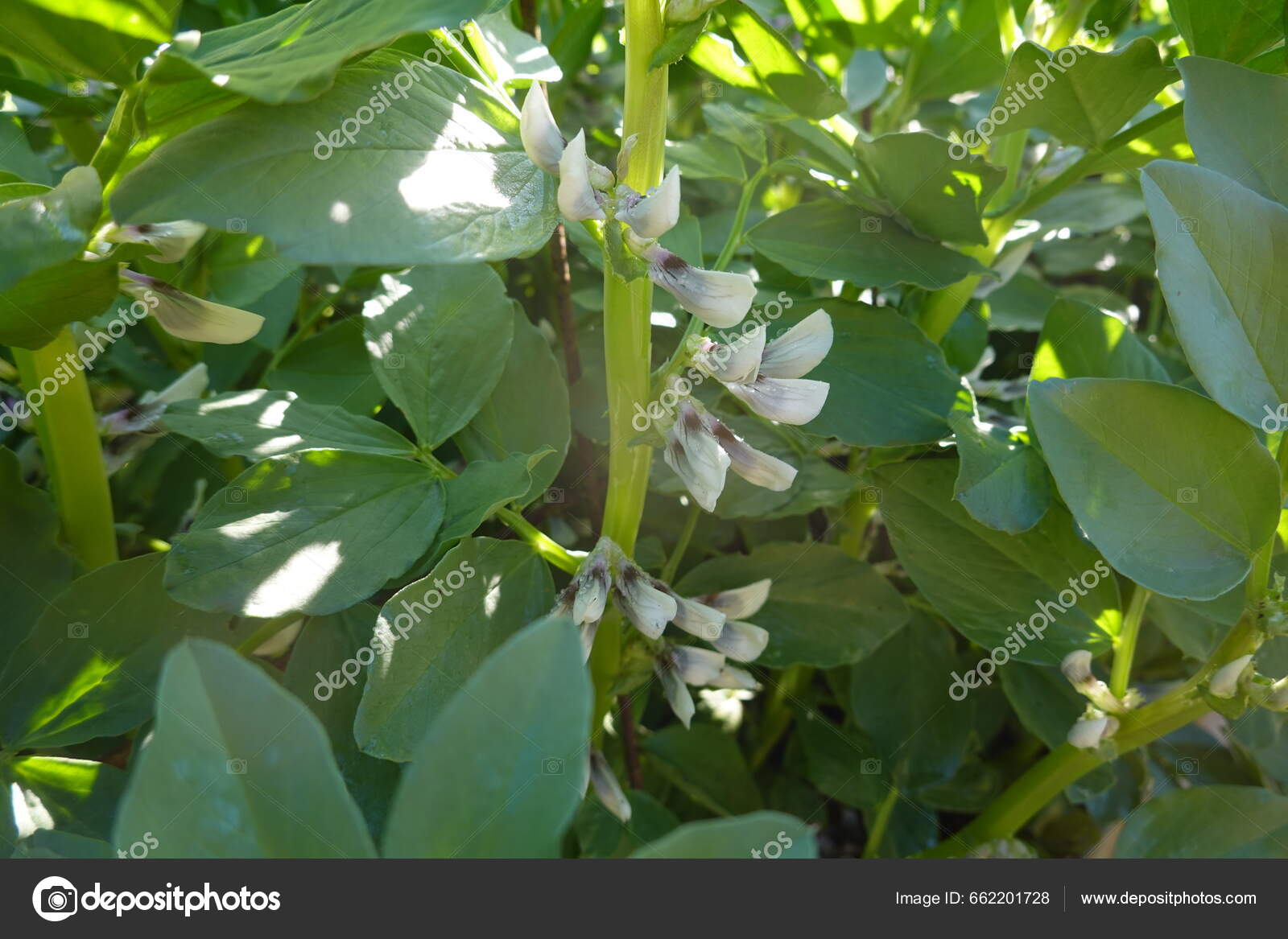 Cultivation Broad Beans Family Urban Garden Broad Beans Flowers Bean