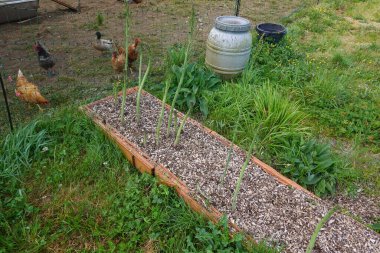 Kuşkonmaz yetiştirme, kuşkonmaz yetiştirme, yükseltilmiş yataklarda filizlenme, kuşkonmaz akışı arka bahçede büyüyor.
