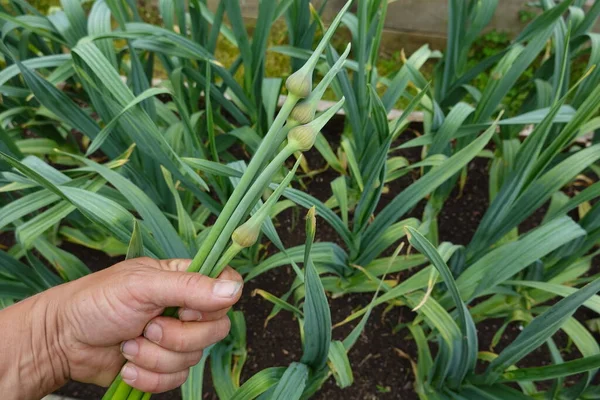 growing garlic in the garden, harvesting garlic flower, garlic flower stalk, garlic growing in the backyard