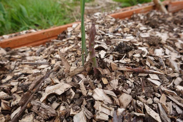 生长着芦笋 芦笋在树床上发芽 芦笋在后院生长 — 图库照片