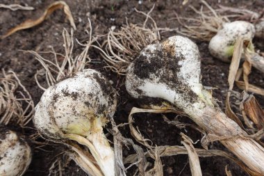 Arka bahçede fil sarımsağı hasat etmek sebze bahçesinde fil sarımsağı hasat etmek.