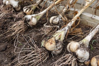 sarımsak bir ahşap kutu
