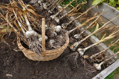 Sepette beyaz sarımsak