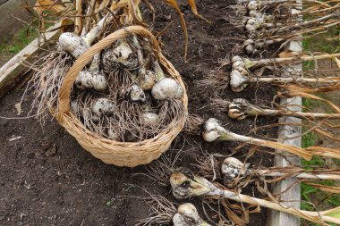 Yerde bir sürü genç sarımsak var.