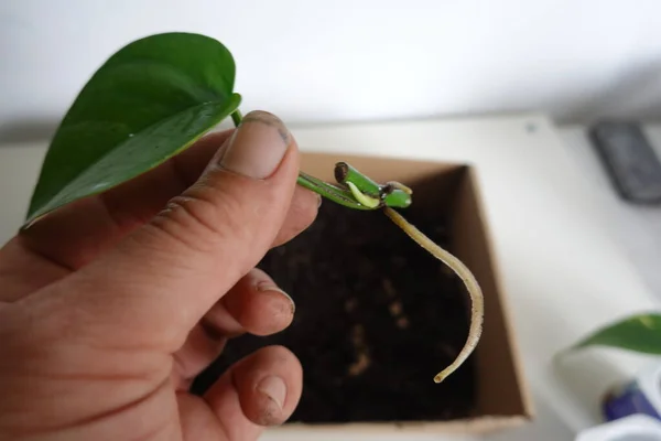 Reproduktion Von Schlaglöchern Durch Schneiden Geldpflanze Mit Wurzel Wasser Schlaglöcher — Stockfoto