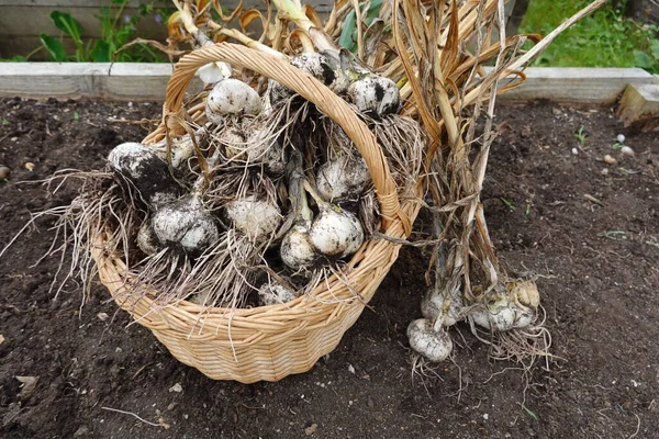 Garlic Basket Ground Garden — Stock Photo, Image