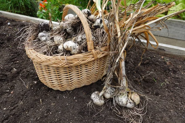 Bunch Garlic Basket Garden — Stock Photo, Image