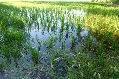Tarlada yetişen taze pirinç tarlası.