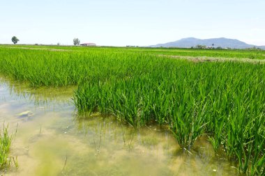 pirinç tarlası, yeşil pirinç tarlası