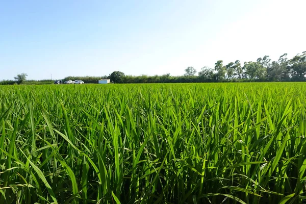 stock image rice field in countryside, thailand, flora