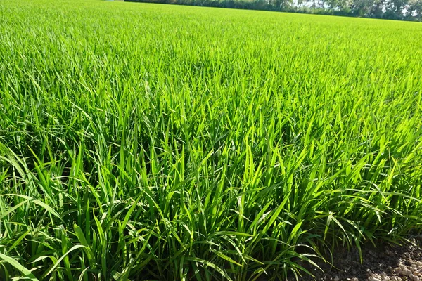 Зелене Рисове Поле Вранці — стокове фото