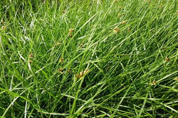 stock image agricultural field of young rice growing in the field.