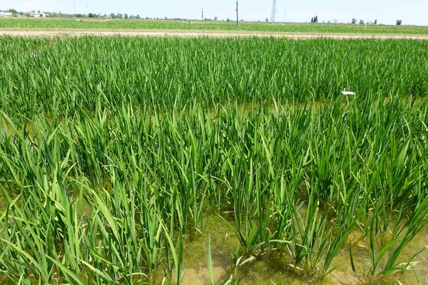 Рисове Поле Зеленою Травою Фоні — стокове фото